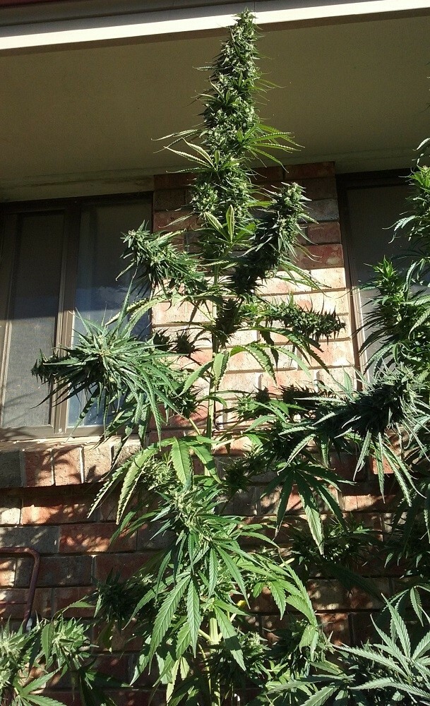 Ace Seeds - Thai Chi (fem.)