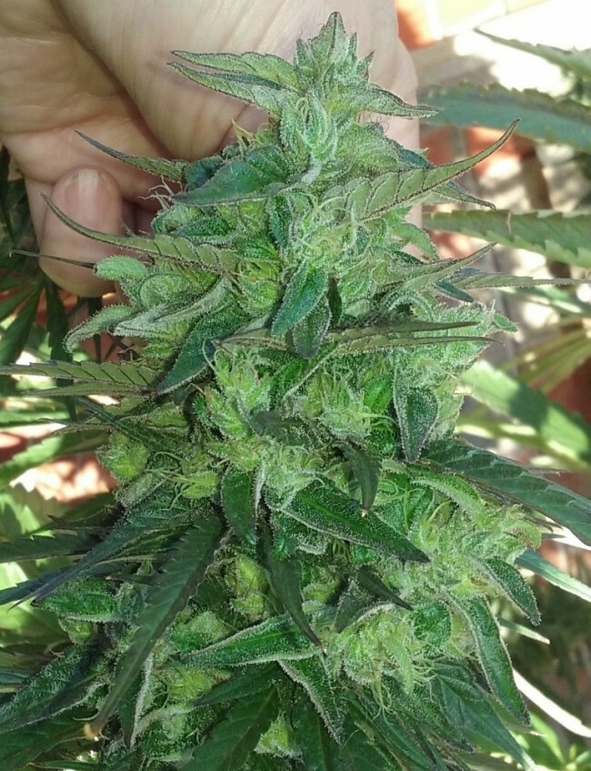 Ace Seeds - Thai Chi (fem.)