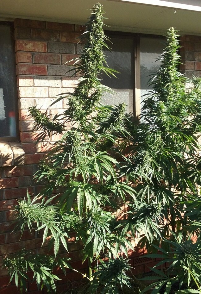 Ace Seeds - Thai Chi (fem.)