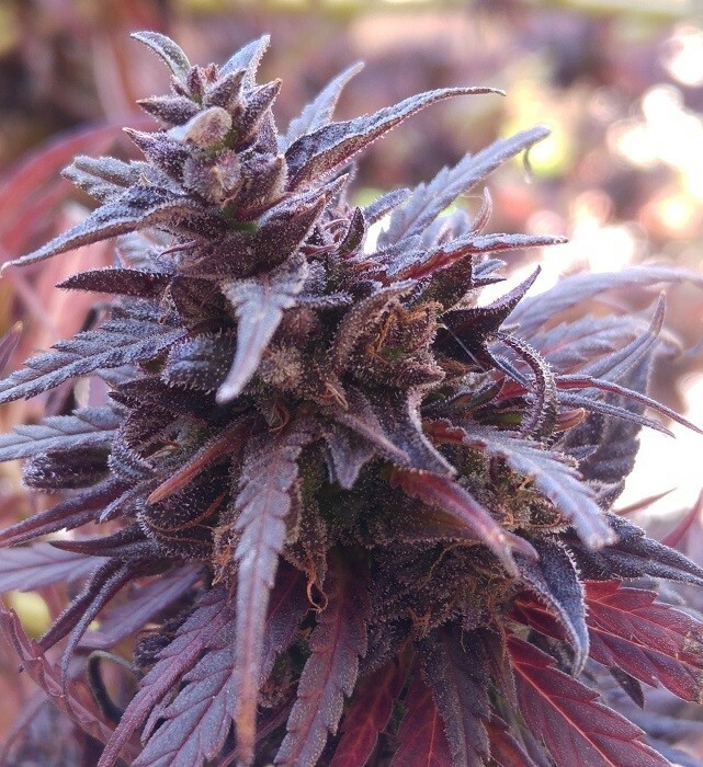 Ace Seeds - Thai Chi (fem.)