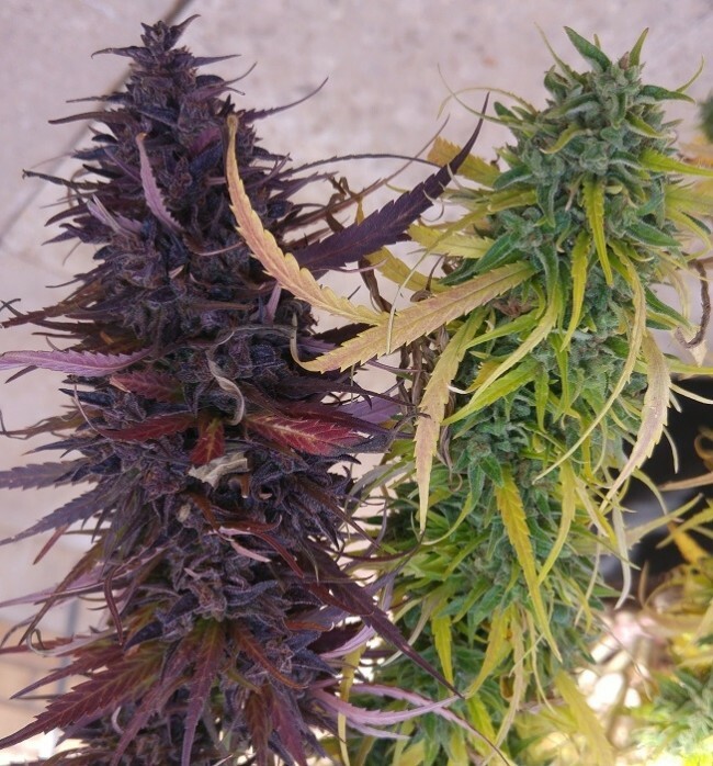 Ace Seeds - Thai Chi (fem.)