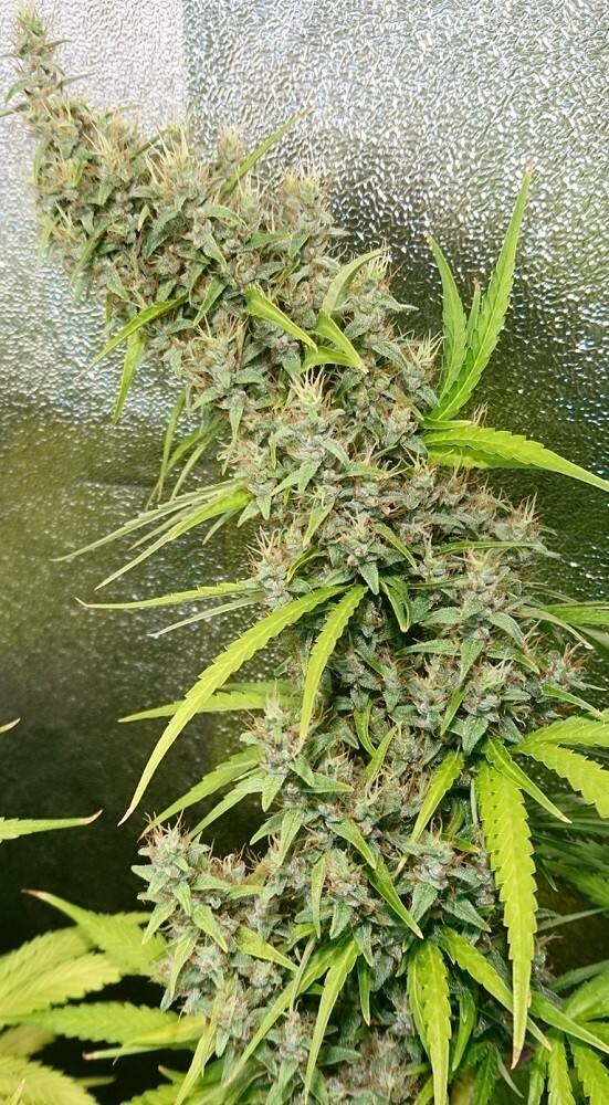 Ace Seeds - Thai x Panama (fem.)