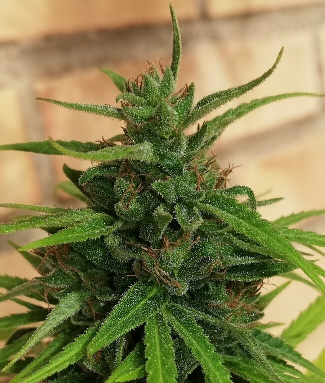 Ace Seeds - Thai x Panama (fem.)