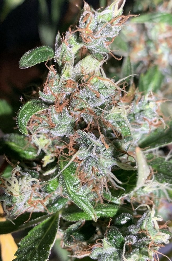 Ace Seeds - Thai x Panama (fem.)