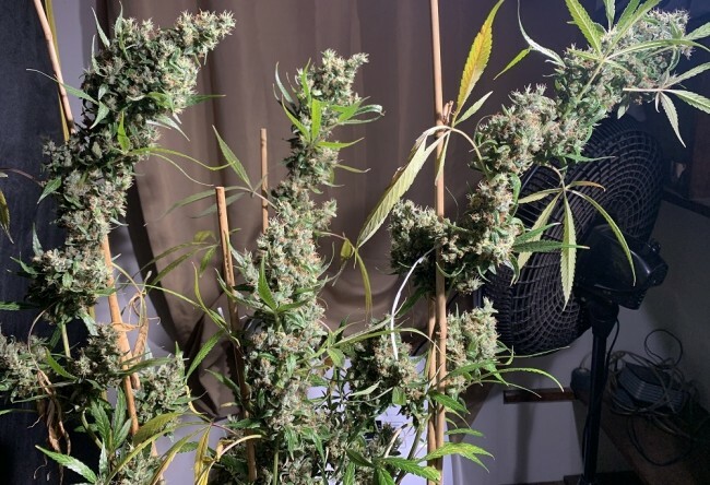 Ace Seeds - Thai x Panama (fem.)