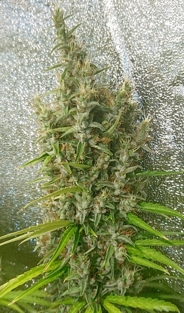 Ace Seeds - Thai x Panama (fem.)