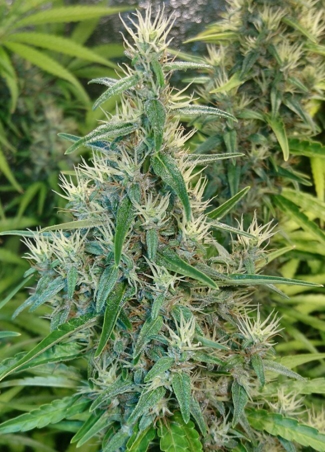 Ace Seeds - Thai x Panama (fem.)
