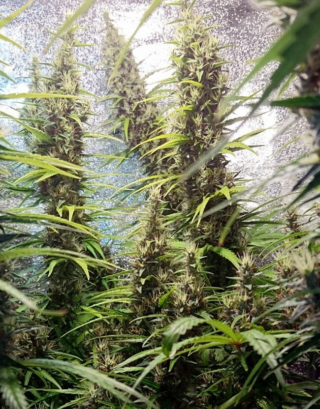 Ace Seeds - Thai x Panama (fem.)