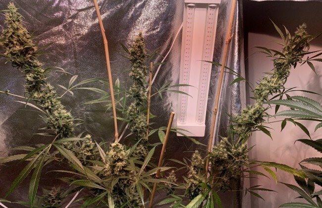 Ace Seeds - Thai x Panama (fem.)
