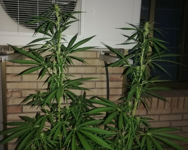 Ace Seeds - Thai x Panama (fem.)