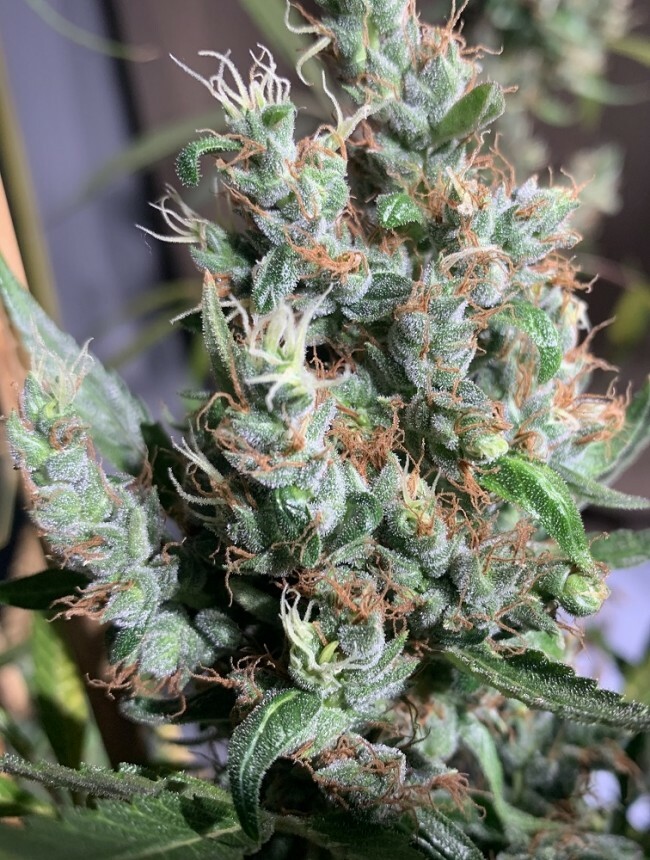 Ace Seeds - Thai x Panama (fem.)