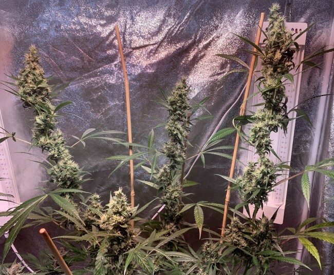 Ace Seeds - Thai x Panama (fem.)