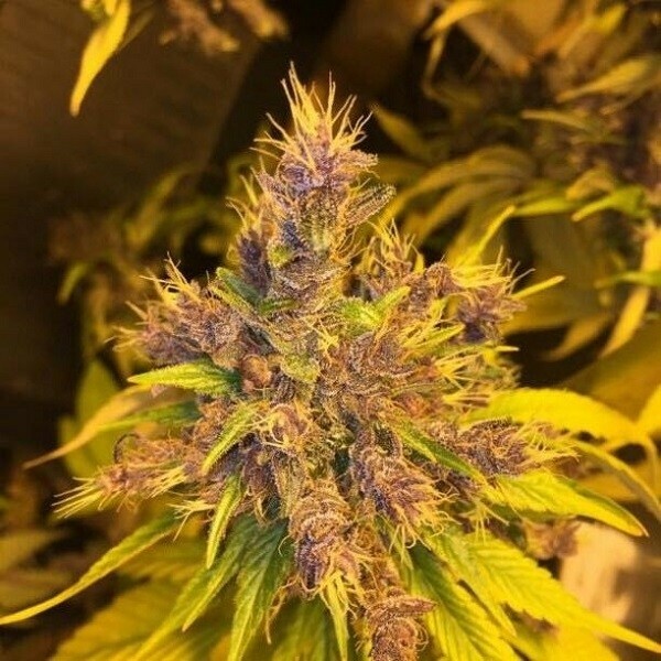 Ace Seeds - Violeta (reg.)