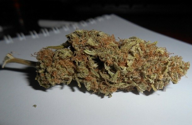 Ace Seeds - Zamaldelica x Kali China (fem.)