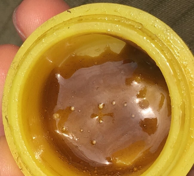 Ace Seeds - Zamaldelica x Kali China (fem.)