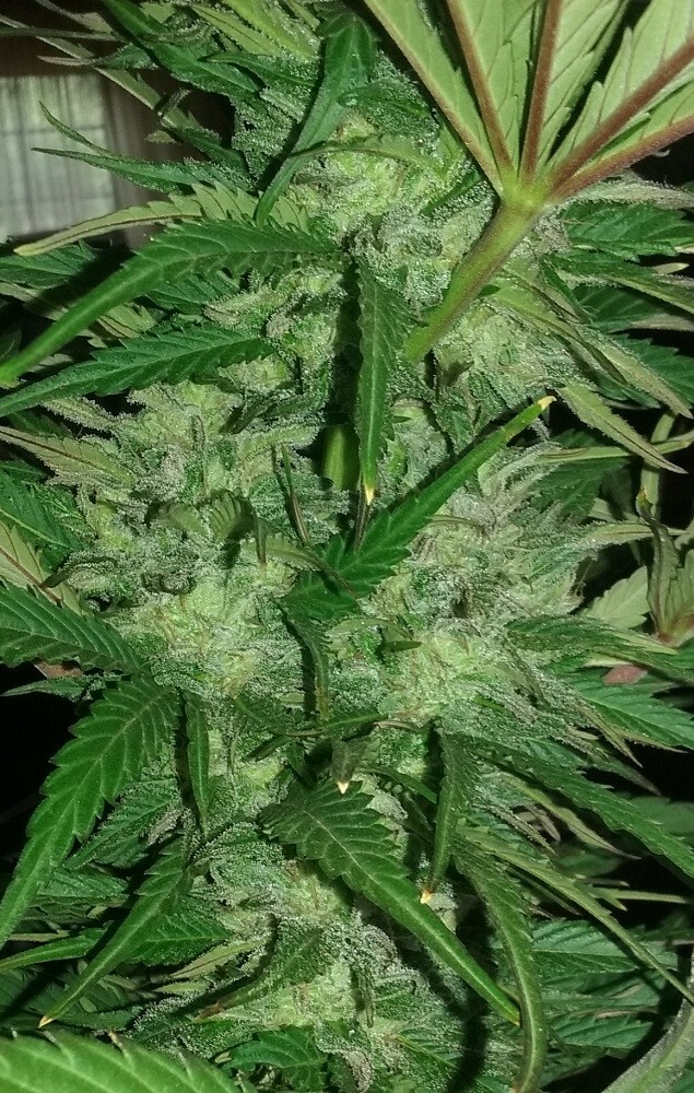 Ace Seeds - Zamaldelica x Kali China (fem.)