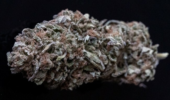Ace Seeds - Zamaldelica x Kali China (fem.)