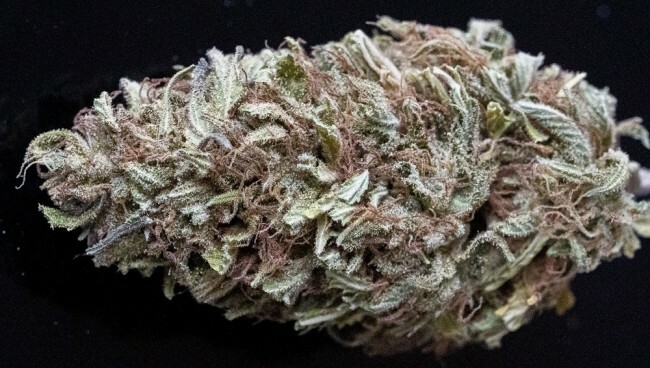 Ace Seeds - Zamaldelica x Kali China (fem.)