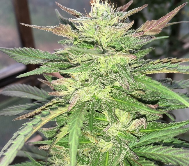 Ace Seeds - Zamaldelica x Kali China (fem.)