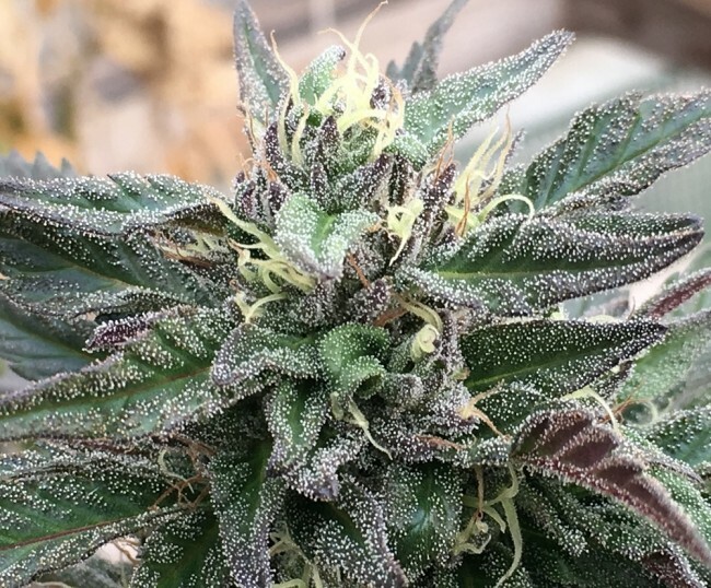 Ace Seeds - Zamaldelica x Kali China (fem.)