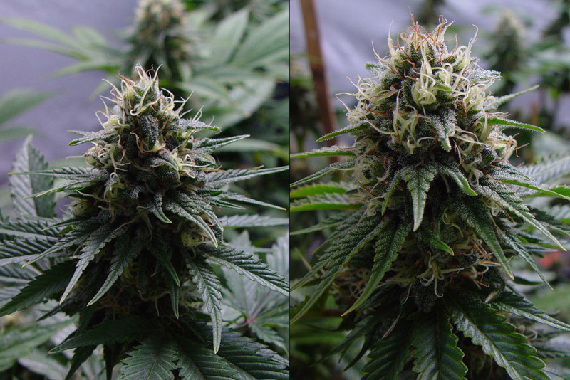 Resin Seeds - Yummy (reg.)