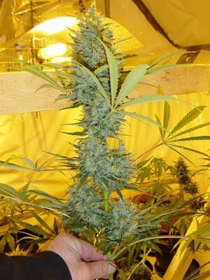 Mr. Nice Seeds - Critical Haze (reg.) 04588