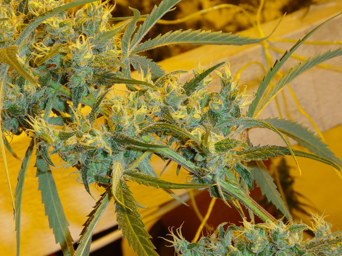 Mr. Nice Seeds - Critical Haze (reg.)