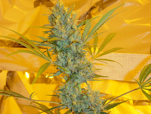 Mr. Nice Seeds - Critical Haze (reg.)