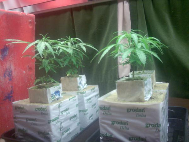 Mr. Nice Seeds - Critical Haze (reg.)