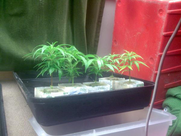 Mr. Nice Seeds - Critical Haze (reg.)