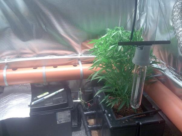 Mr. Nice Seeds - Critical Haze (reg.)