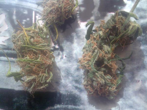 Mr. Nice Seeds - Critical Haze (reg.)