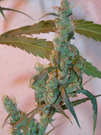 Mr. Nice Seeds - Afghan Haze (reg.)