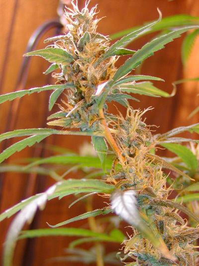 Mr. Nice Seeds - Afghan Haze (reg.)