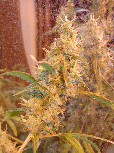 Mr. Nice Seeds - Afghan Haze (reg.)