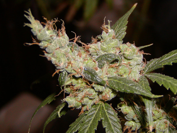 Mr. Nice Seeds - Afghan Haze (reg.)