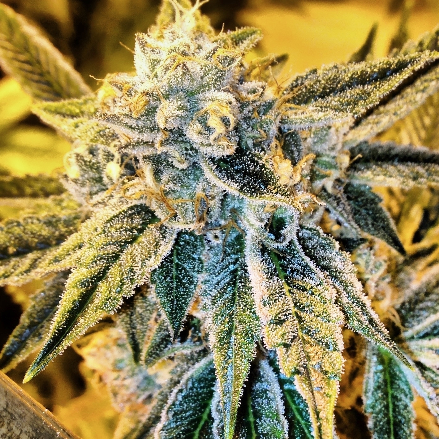 Rare Dankness - Cornbread (reg.)