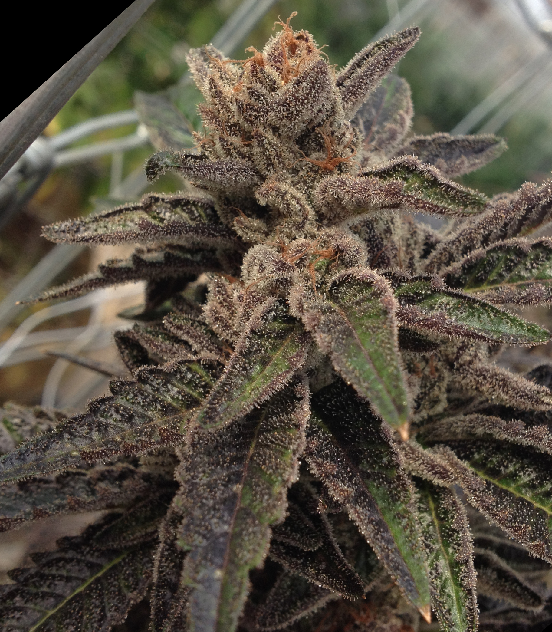 Rare Dankness - 501st OG (reg.)