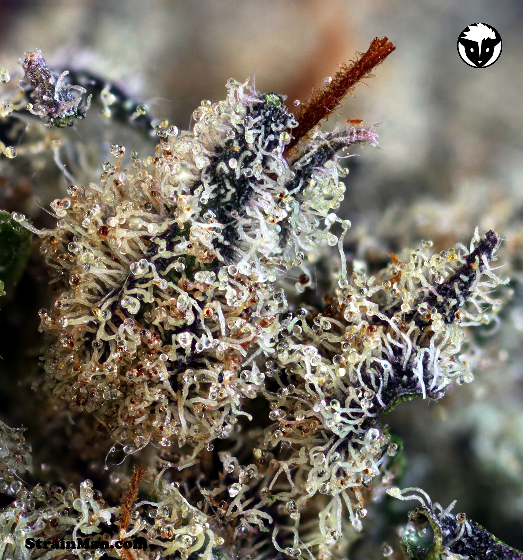 Rare Dankness - 501st OG (reg.)