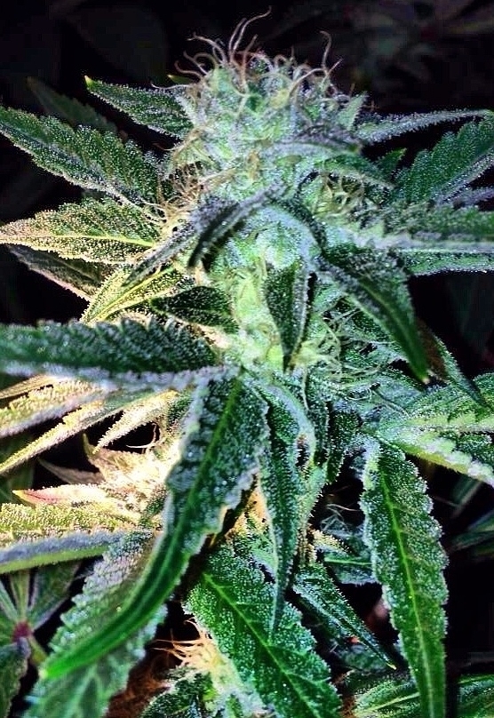 Rare Dankness - Ghost of LeeRoy (reg.)