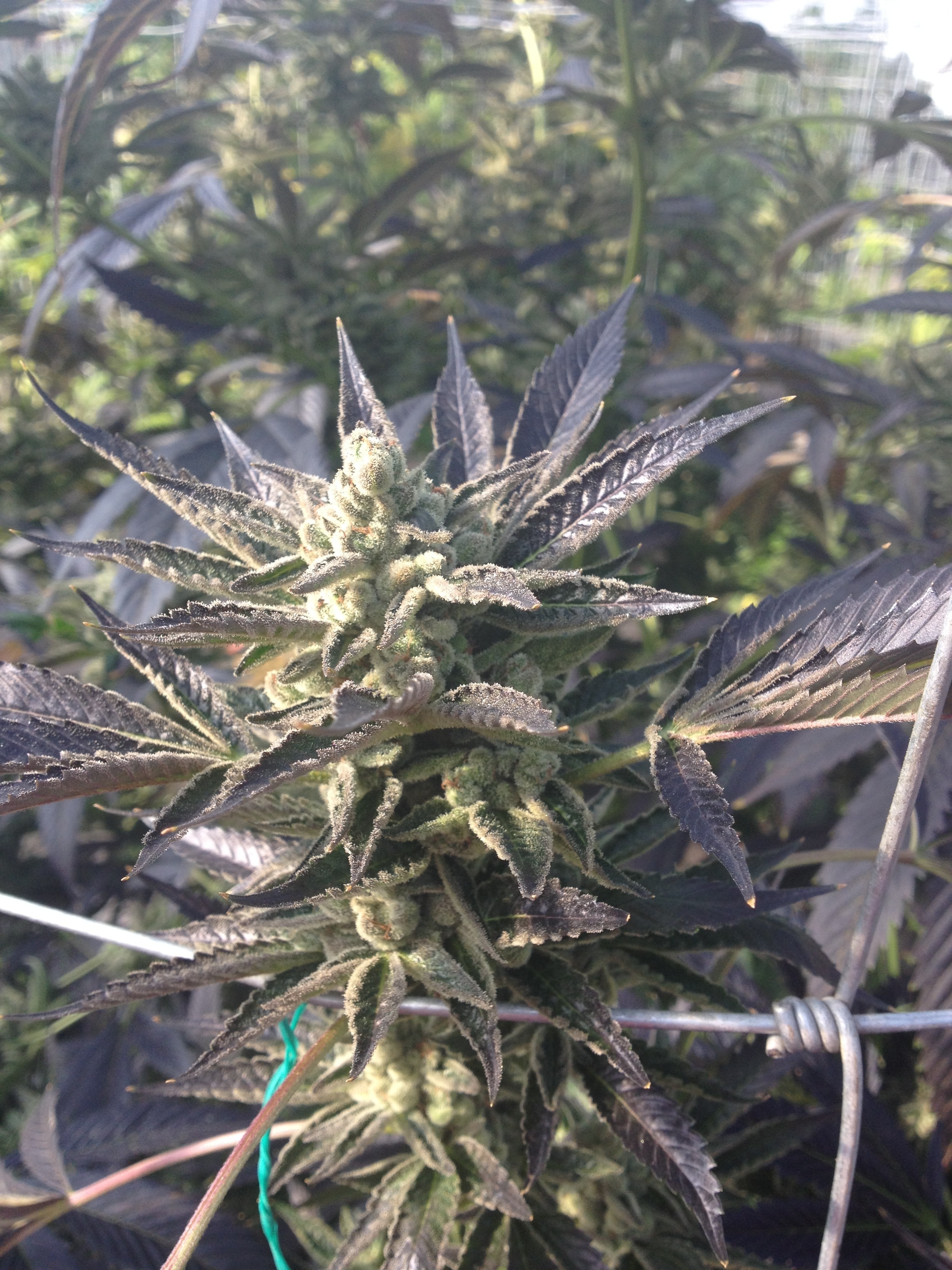 Rare Dankness - Cornbread (fem.)