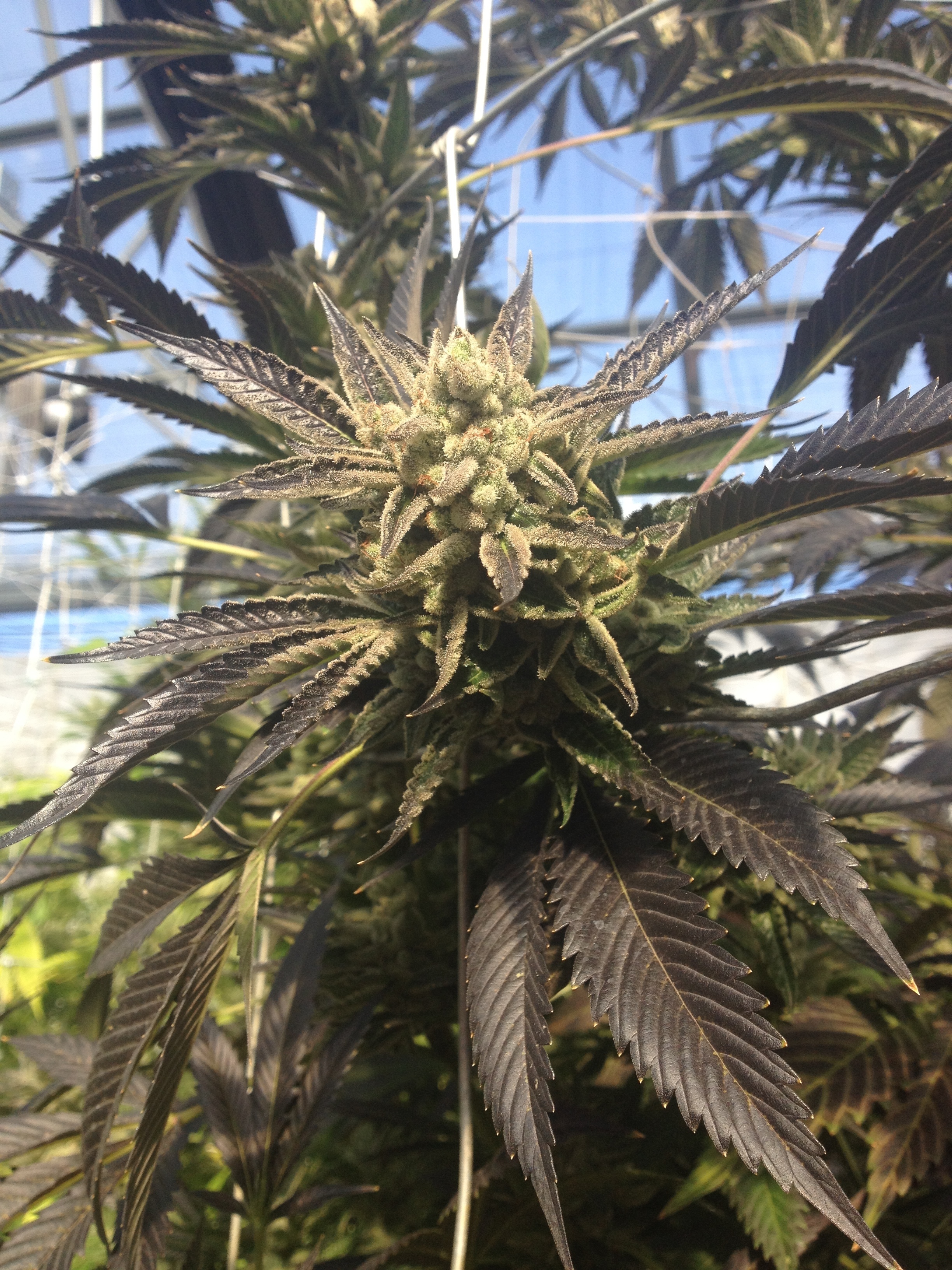 Rare Dankness - Cornbread (fem.)