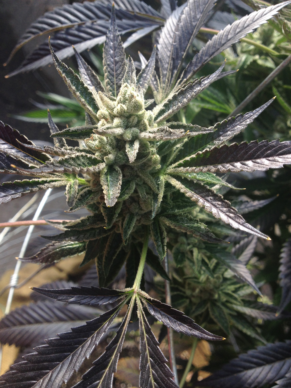 Rare Dankness - Cornbread (fem.)