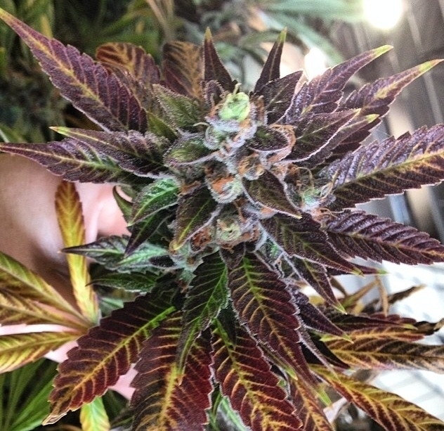 Rare Dankness - Dank Commander (reg.)