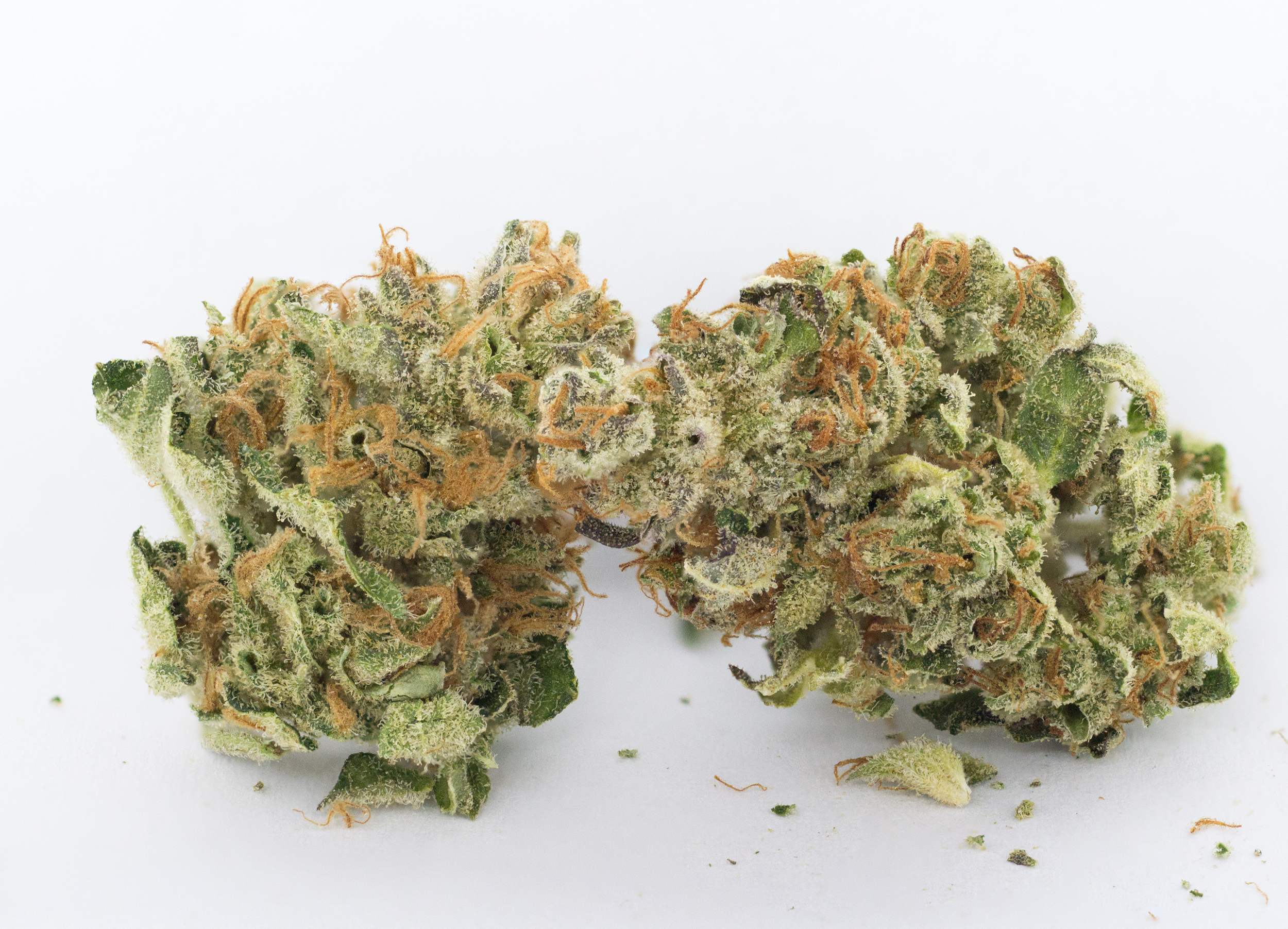 Rare Dankness - Dank Commander (reg.)