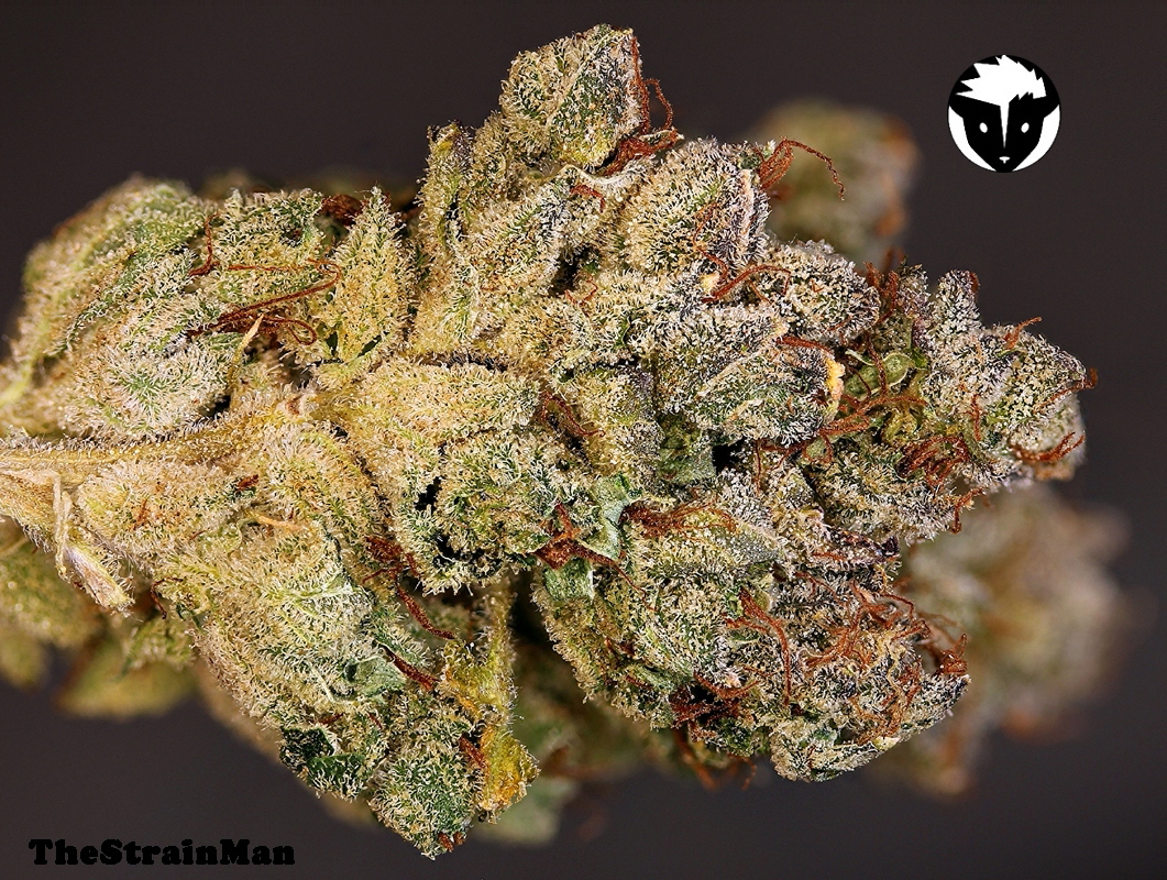 Rare Dankness - Lee Roy (reg.)