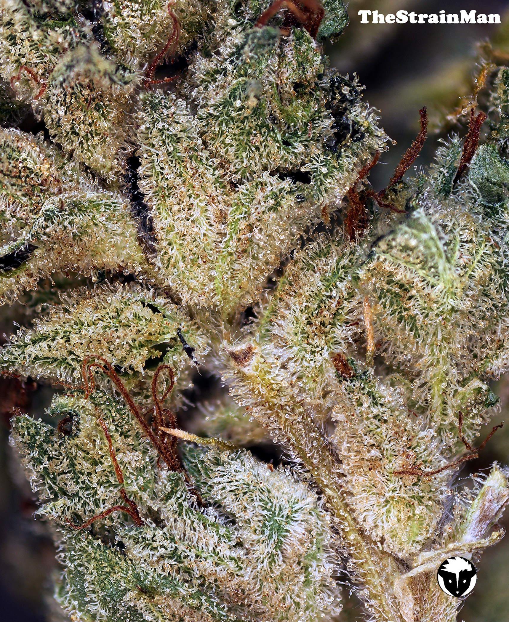 Rare Dankness - Lee Roy (reg.)