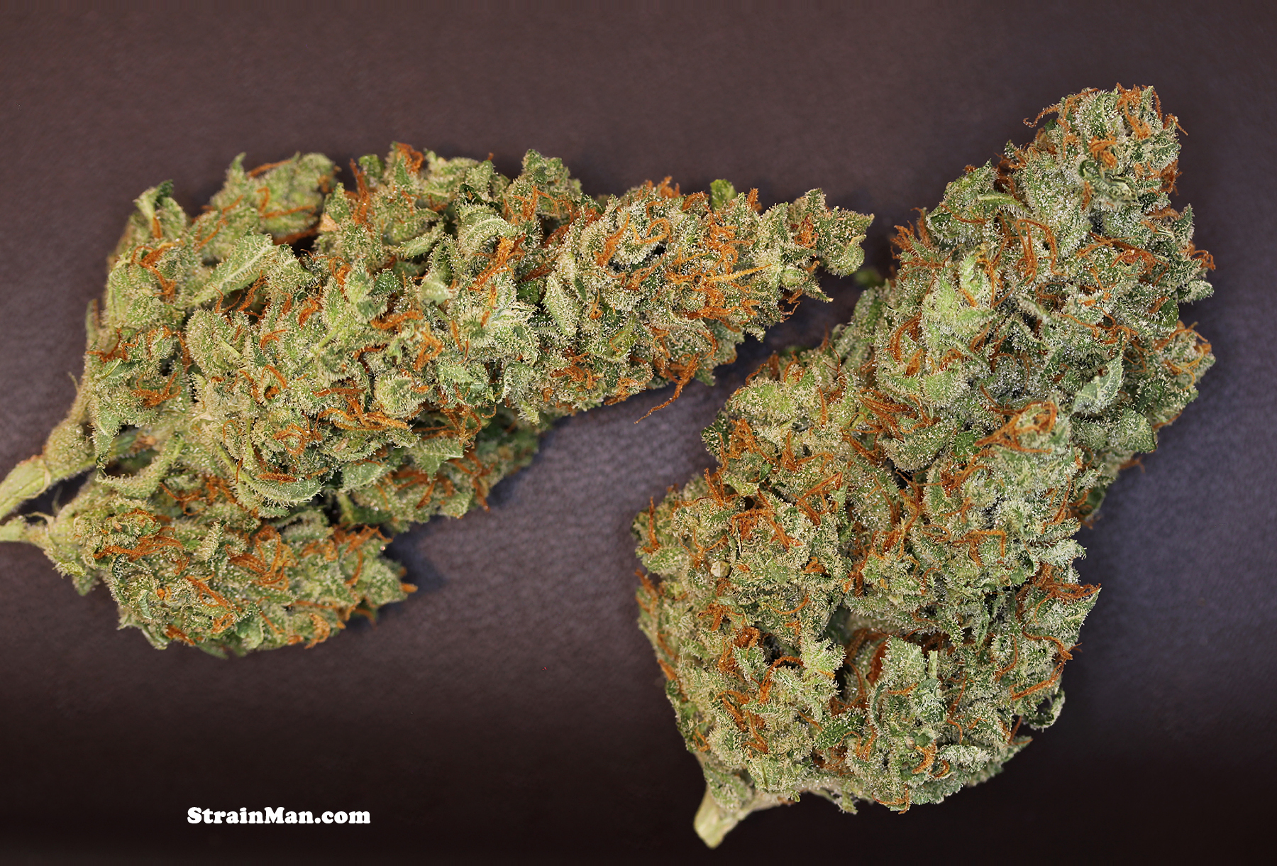 Rare Dankness - Midas (reg.)