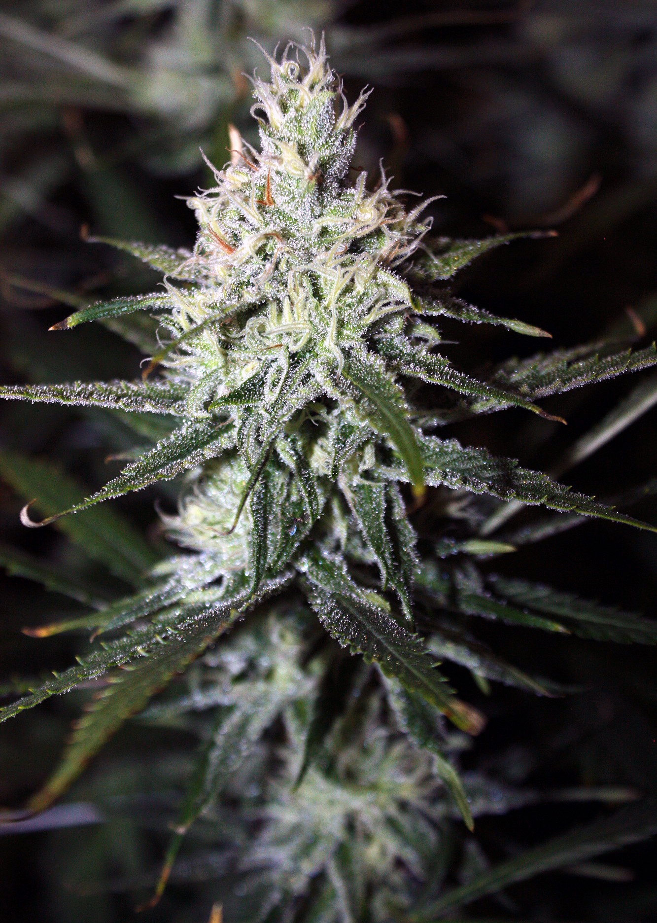 Rare Dankness - Moonshine Haze (reg.)