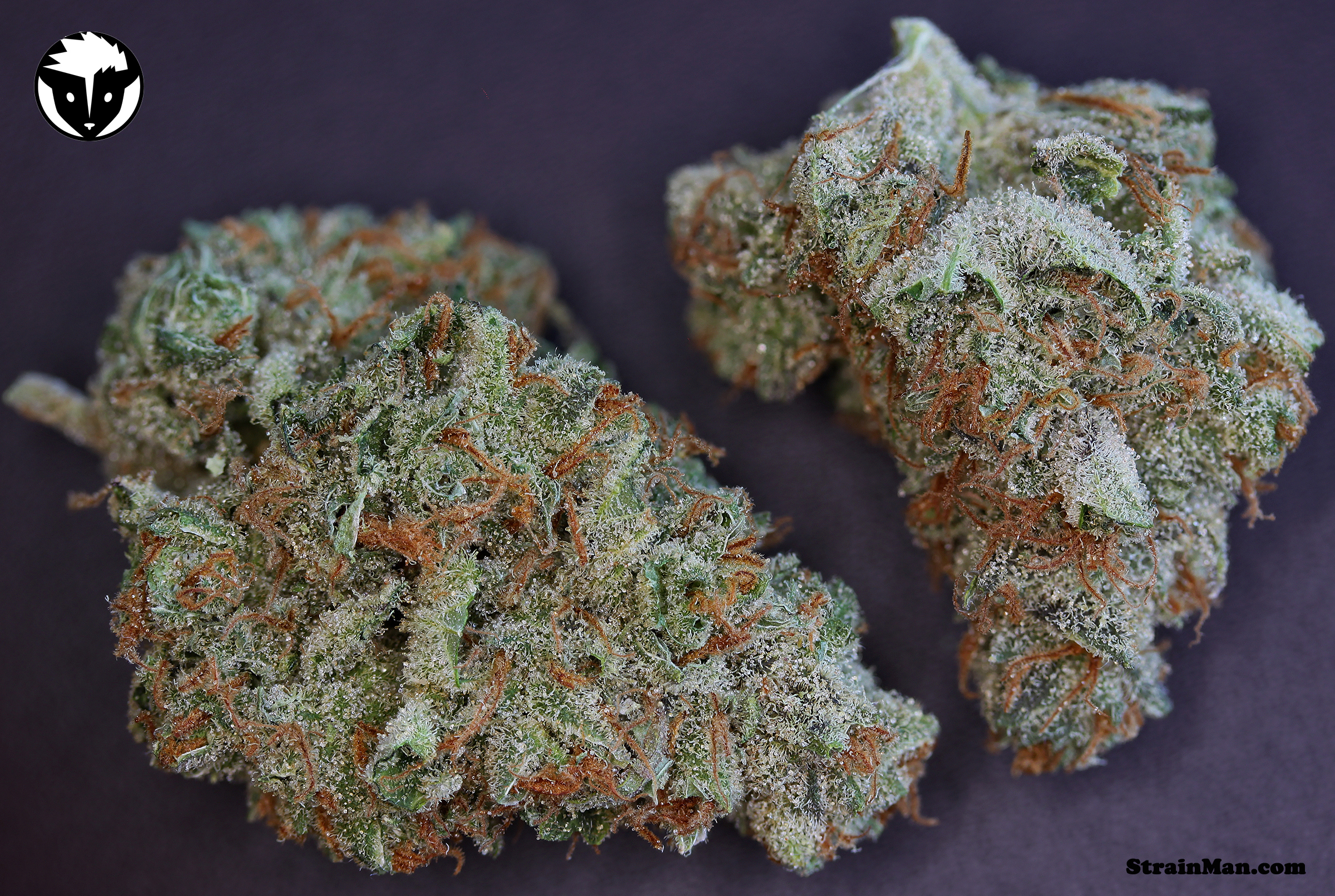 Rare Dankness - Moonshine Haze (reg.)
